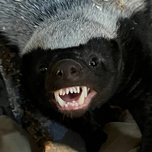 Tsotsi